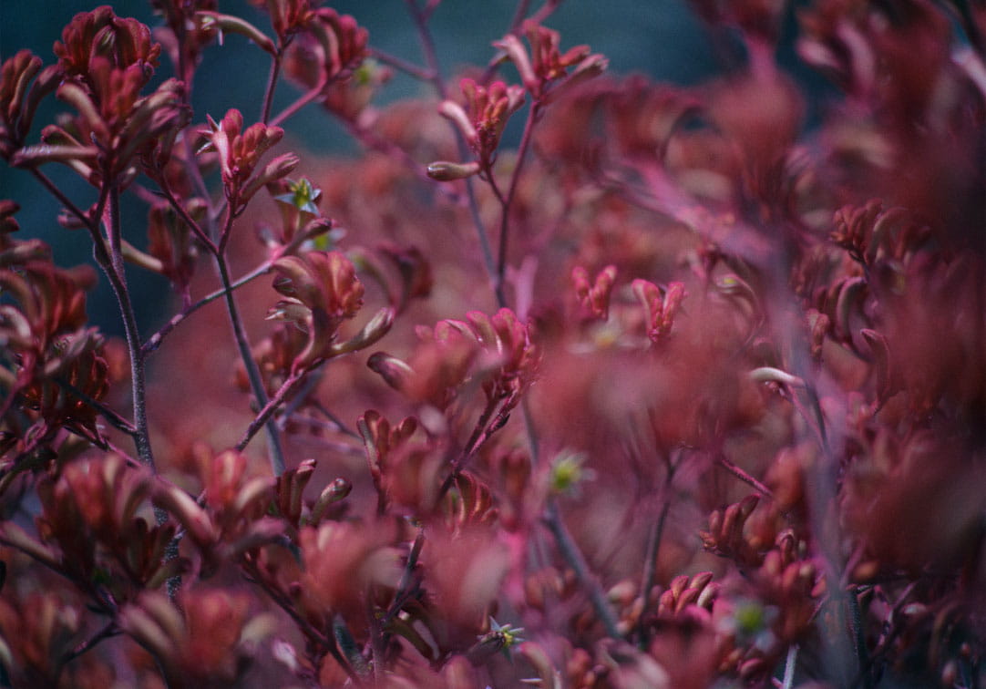 徐々にあかるくなっていくACAOの敷地の中で、赤く咲き乱れる花々